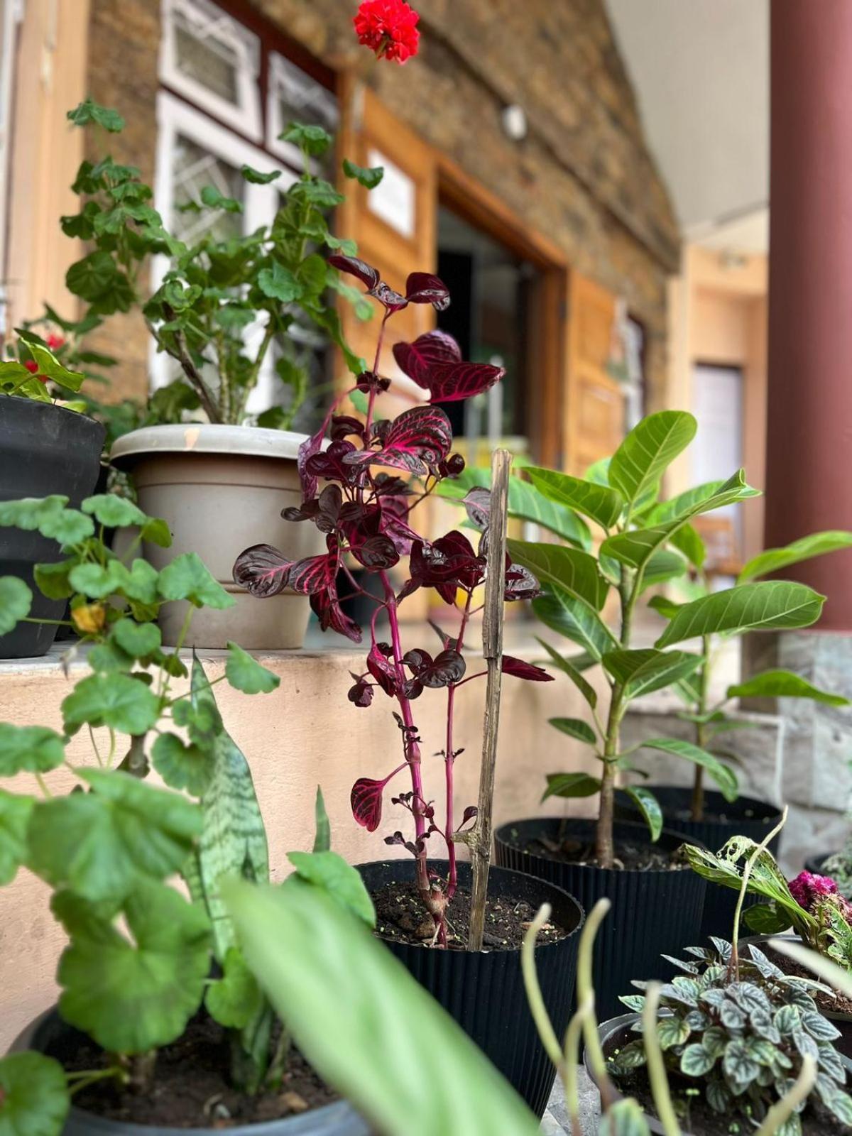 מלון שילונג The Living Roof מראה חיצוני תמונה